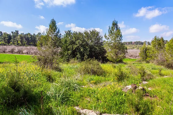 Mundo Verde Primavera Borda Grande Jardim Amêndoa Florescendo Árvores Cênicas — Fotografia de Stock