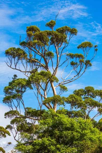 Egzotyczny Parasol Scheffler Drzewo Nowej Zelandii Koncepcja Turystyki Aktywnej Ekologicznej — Zdjęcie stockowe
