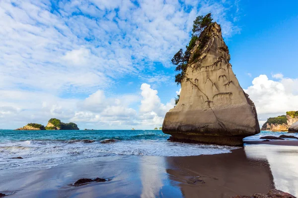 Die Nordinsel Neuseeland Bäume Und Gras Wachsen Auf Riesigen Malerischen — Stockfoto