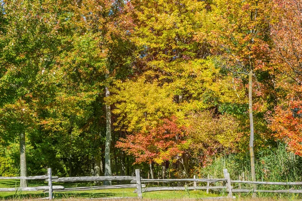 加拿大法语区的秋天森林 橙三叶树 用木制栏杆围起来的路边 — 图库照片