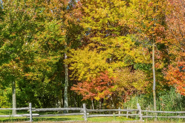 Floresta Outono Canadá Francês Folhas Vermelhas Amarelas Laranjeiras Roadside Cercado — Fotografia de Stock