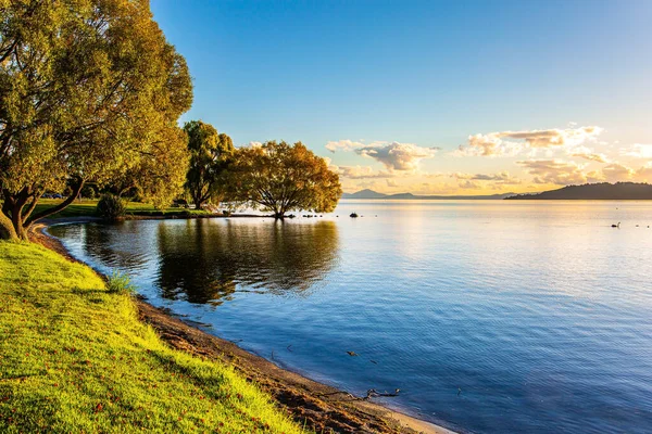 Magníficos Árboles Expansión Junto Lago Taupo Más Grande Magnífico Atardecer —  Fotos de Stock