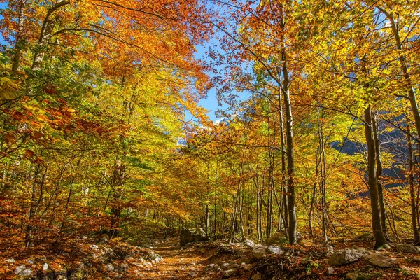 Великолепная Золотая Осень Горах Словения Логарская Долина Пешеходная Дорожка Лесу — стоковое фото