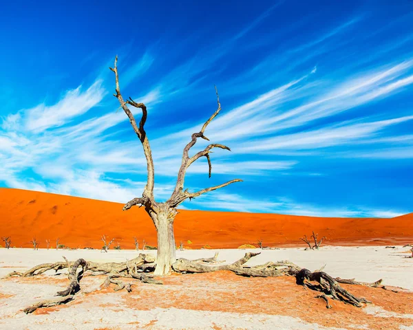 Afrika Namibië Het Namib Naukluft Park Schilderachtige Gedroogde Fossiele Resten — Stockfoto