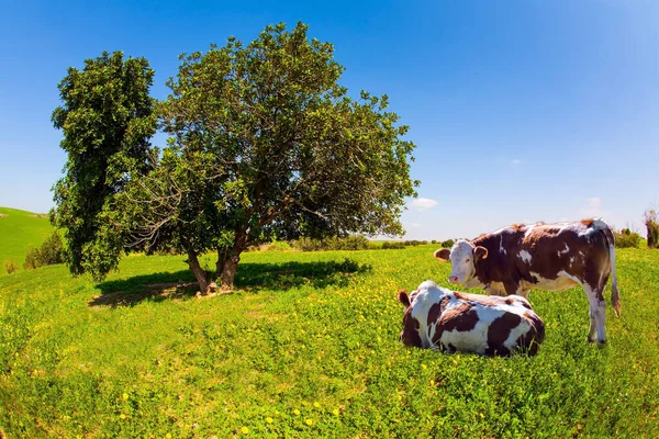 Välgödda Kor Betar Ett Grönt Fält Fält Med Blommor Den — Stockfoto