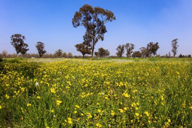 Pine and other trees are good in forest plantations. Kibbutz Beeri in the south of the country. Green carpet of spring grass, colorful wild flowers and swollen buds on trees. Early spring in Israel. 