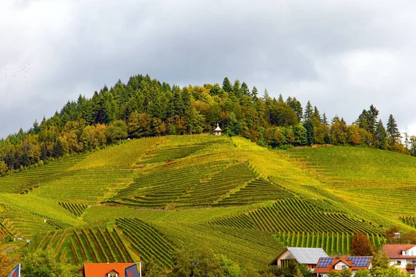 Journey Wine Region Germany Smooth Rows Vineyards Hills Rhine Moselle — Stock Photo, Image