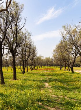 Sycamore ve diğer ağaçlar orman plantasyonlarında iyidir. İsrail 'de ilkbahar başlarında. Ülkenin güneyindeki Kibbutz Beeri 'de. Yeşil çimen halısı, kırmızı şakayıklar ve ağaçlarda şişmiş tomurcuklar.. 
