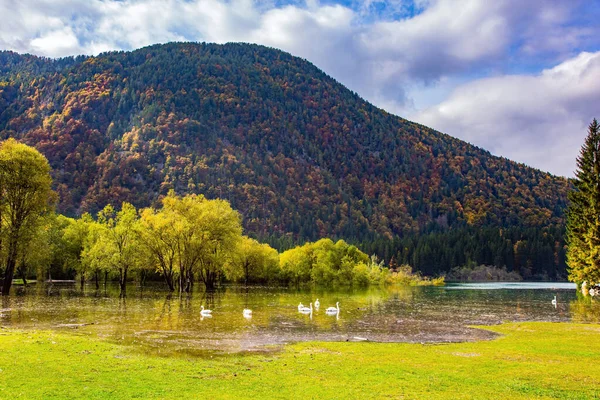 Een Kudde Prachtige Sneeuwwitte Zwanen Zwemt Een Rustig Ondiep Meer — Stockfoto