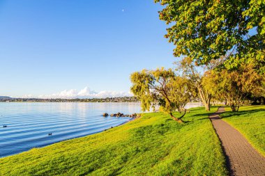 Taupo, Yeni Zelanda, Kuzey Adası 'ndaki en büyük göldür. Taupo Gölü 'nün yanında uzanan muhteşem ağaç. Muhteşem gün batımı. Gölde sakin bir akşam. 