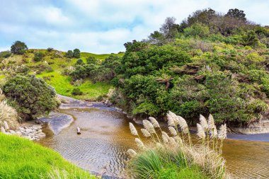 Vaipingau akıntısı sudaki tepeleri, çalıları ve yüksek sazlıkları yansıtır. Kuzey Taranaki 'nin Pasifik kıyıları. Yeni Zelanda 'nın doğası. Dünyanın Sonuna Yolculuk.