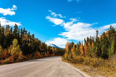 Icefields Parkway 'in kuzeyi. Rocky Dağları 'ndaki ünlü otoyol Jasper ve Banff parklarını birbirine bağlar. Bir sonbahar masalına yolculuk. Kanada 