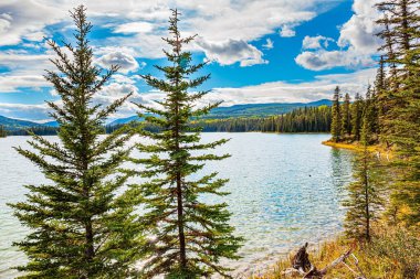 Göl yüzeyi küçük dalgalarla kaplıdır. Soğuk sığ göl her zaman yeşil bir ormanla çevrilidir. Uzun otlar sarıya döndü. Kanada 'nın batısına sonbahar gezisi.
