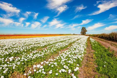  Multi-colored garden buttercups - ranunculus bloom in fields in southern Israel. Picturesque huge fields of flowers. Spring blue sky and light white clouds. The magnificent nature of Israel.