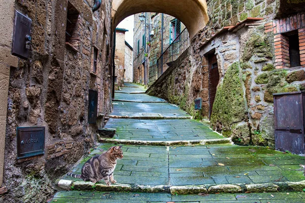 Gato Sienta Una Acera Mojada Ciudades Etruscas Toscana Calle Estrecha — Foto de Stock