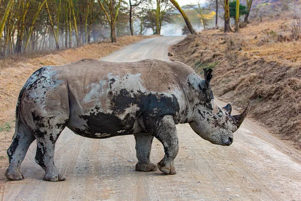 Rinoceronte Enorme Residente Paesaggi Secchi Prateria Vicino Lago Nakuru Incredibile — Foto Stock