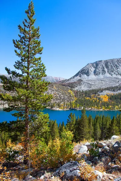 Autunno Lussureggiante Montana Usa Foglie Arancioni Gialle Rosse Betulle Penne — Foto Stock