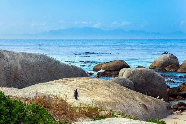 Amical Pingouin Africain Pieds Noirs Dresse Sur Énorme Rocher Afrique — Photo