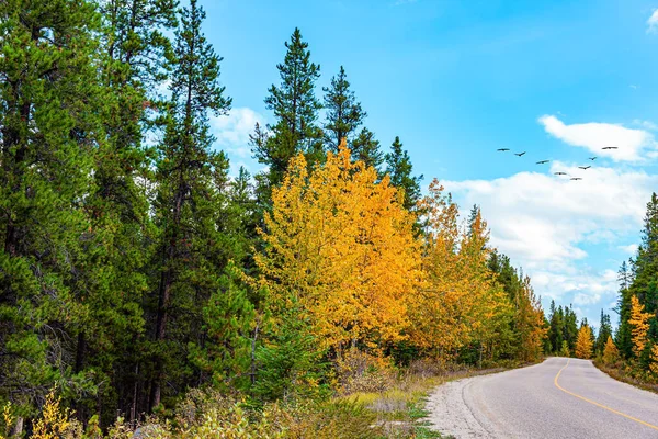渡り鳥の群れが青空を飛んでいます ロッキー山脈の有名な高速道路はジャスパーとバンフ公園を結んでいる オレンジ 赤の木の葉 カナダ — ストック写真