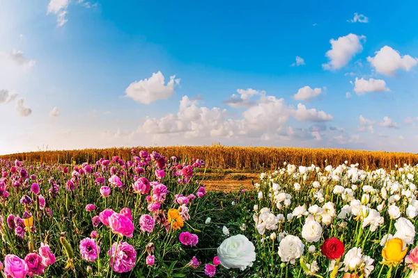 Pintorescos Campos Enormes Flores Los Buñuelos Jardín Multicolor Florecen Los — Foto de Stock