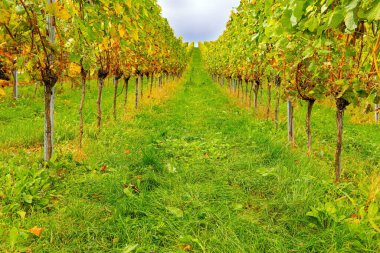 The wine region of Germany. Clusters of ripe sweet grapes among the green leaves of grape bushes. Smooth rows of vineyards on the hills of the Rhine and Moselle.  Autumn magic. 