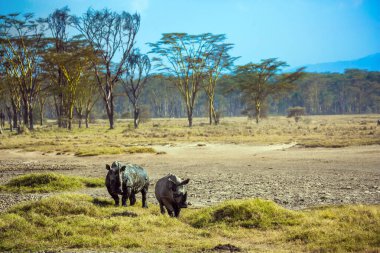 Büyük Yarık Vadisi. Meşhur Afrika Büyük Beşlisi. Resimli bir çift vahşi gergedan su içmek için göle gider. Nakuru Gölü kıyısındaki Afrika bozkırları