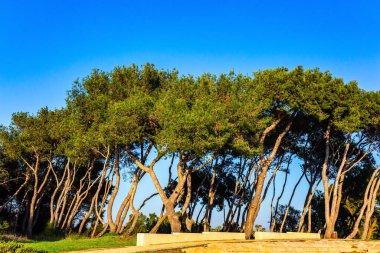 Kış günbatımı yeşil çimlerin üzerinde uzun gölgeler bıraktı. İsrail, sıcak Ocak günü. Çamların arasında deniz rüzgarı tarafından bükülmüş resimli yollar.