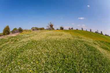 İsrail, Negev Çölü. Muhteşem çiçek açan bahar. Güzel sıcak bir gün. Parlak güney güneşinde çiçek tarlaları. Fotoğraf Fishye lensi ile çekildi.