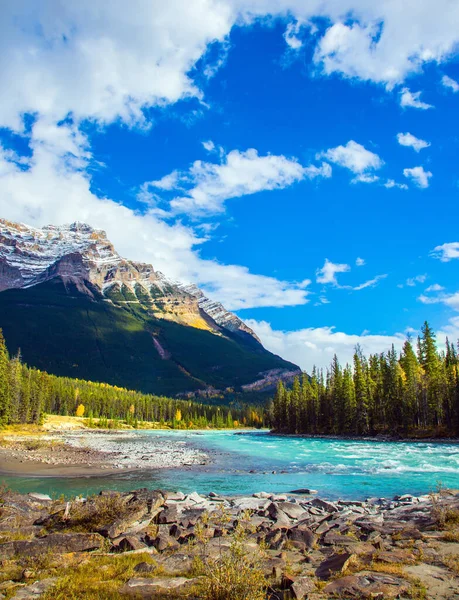 Coniferous Forest Mountain River Make Magnificent Landscape Canada Athabasca River — Stockfoto