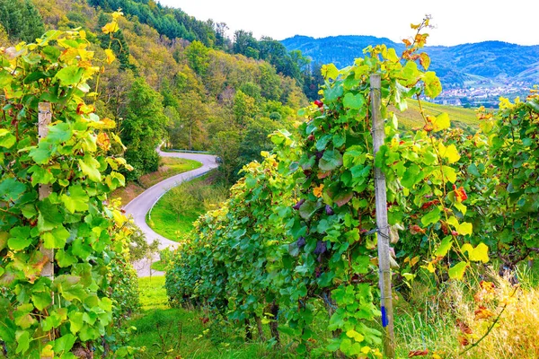 Vinodlingar Tyskland Kusten Floden Rhen Vägen Slingrar Sig Bergen Magnifika — Stockfoto
