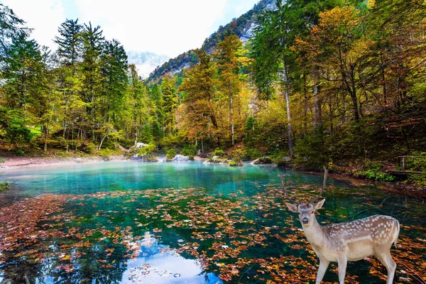 Viaje Para Eslovénia Dia Outono Ensolarado Julian Alps Engraçado Fawn — Fotografia de Stock