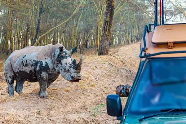 Solitario Bianco Rinoceronte Sporco Sta Guardando Auto Dei Turisti Rinoceronte — Foto Stock