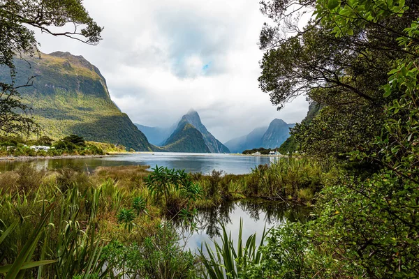 Vegetación Tropical Mágica Del Hemisferio Sur Parque Fiordland Isla Sur — Foto de Stock