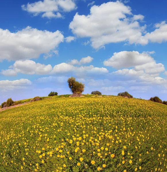 Israel Desierto Negev Magnífica Primavera Floreciente Campos Flores Brillante Sol —  Fotos de Stock