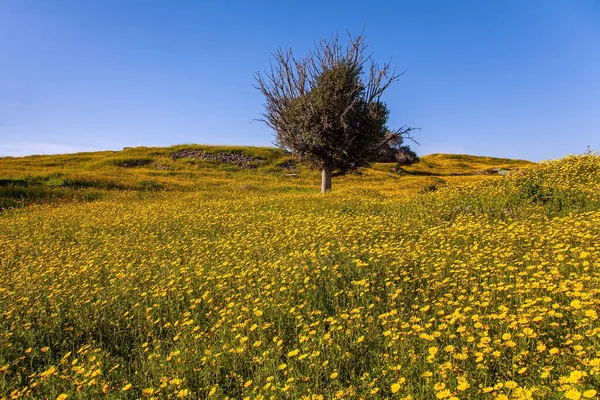 以色列 在明亮的南方阳光下开满了花 盛开的春天 蓝天和淡云 酷热的一天 在盛开的内盖夫沙漠中漫步 — 图库照片