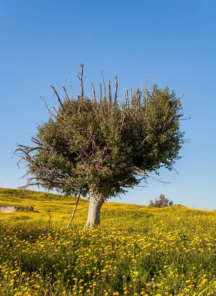 Acacia Désert Floraison Printanière Désert Néguev Israël Des Champs Fleurs — Photo