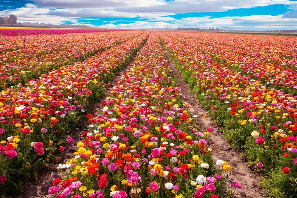 Flerfärgad Trädgårdssmörblomma Blommar Fält Södra Israel Pittoreska Stora Fält Blommor — Stockfoto