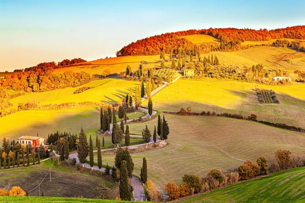 Italië Slanke Cipressen Sieren Omlijsten Wegen Heerlijke Warme Zonnige Dag — Stockfoto