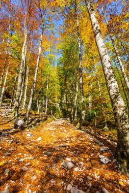  Ormandaki yayaların kirli yolları. Slovenya, Logarska Vadisi. Kamensko 'daki 