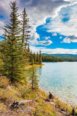 Kanada 'nın batısına sonbahar gezisi. Göl yüzeyi küçük dalgalarla kaplıdır. Soğuk sığ göl her zaman yeşil bir ormanla çevrilidir. Uzun otlar sarardı.. 