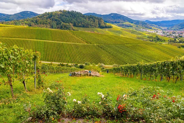 Autumn magic. Journey to the wine region of Germany. Smooth rows of vineyards on the hills of the Rhine. Clusters of ripe sweet grapes among the green leaves of grape bushes.