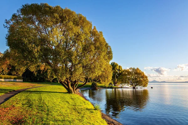 Magnífico Árbol Expansión Junto Lago Taupo Más Grande Magnífico Atardecer —  Fotos de Stock