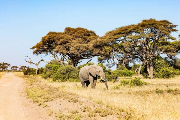 Vadállatok Szabadon Elérhetők Magányos Hatalmas Elefánt Legel Szavannában Afrikában Mesés — Stock Fotó