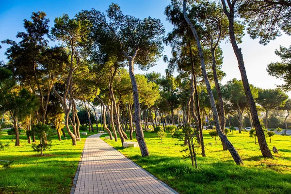 Pôr Sol Inverno Lançou Longas Sombras Grama Verde Israel Dia — Fotografia de Stock