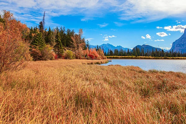 ロッキー山脈のインドの夏 山の湖Vermillonの海岸に黄色の秋の草 常緑のトウヒの木は山の斜面で成長します カナダ — ストック写真