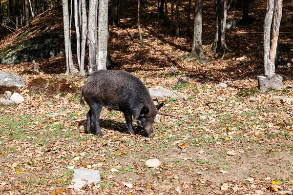 Enorme Pascolo Cinghiale Sul Bordo Della Foresta Omega Park Eco — Foto Stock