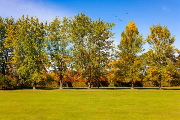 Yeşil Sarı Sarı Yapraklı Ağaçlar Göçmen Kuş Sürüsü Sıcak Topraklara — Stok fotoğraf