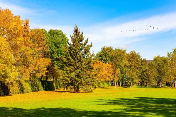 Magia Outono Multicolorido Dia Ensolarado Árvores Com Folhagem Verde Amarela — Fotografia de Stock