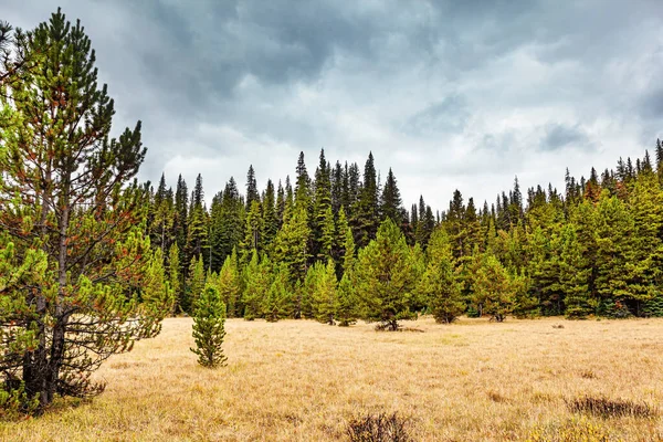 Icefields Parkway North Journey Autumn Fairy Tale Orange Yellow Tree — Stock Photo, Image