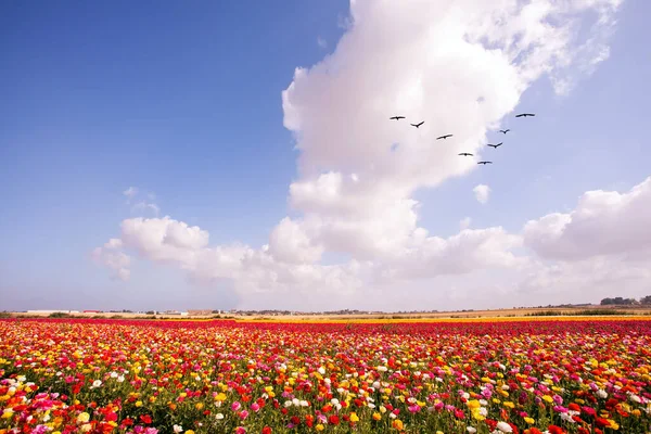 Srail Muhteşem Doğası Srail Gazze Sınırında Resimli Büyük Çiçek Tarlaları — Stok fotoğraf